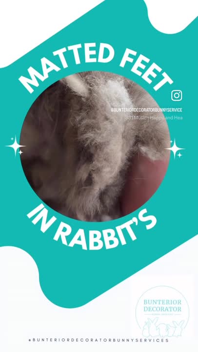 Care, advice and blog- Matted Feet in Rabbits